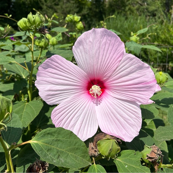 Meet your Posher. - Picture 1 of 1